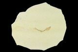 Jurassic Fossil Fish (Orthogoniklethrus) - Solnhofen Limestone #139371-1